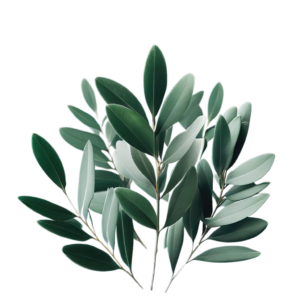 vecteezy isolated tropical plant and summer tree 24212425